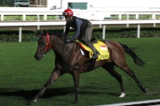 Spalato has an easy gallop at Sha Tin Racecourse this morning.