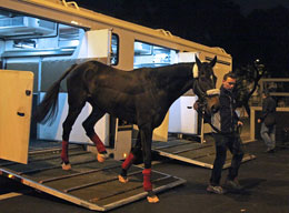 Captain Cat (LONGINES Hong Kong Mile)