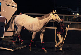 Snow Dragon (LONGINES Hong Kong Sprint) 