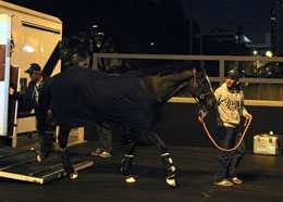 Sole Power (LONGINES Hong Kong Sprint) 