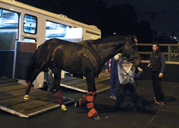 Trade Storm (LONGINES Hong Kong Mile) 