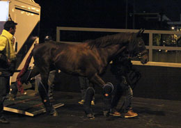 Meiner Lacrima (LONGINES Hong Kong Cup) 