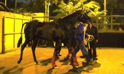 Photo 1, 2<br>
Dominant departs from Sha Tin to Australia (2 March).
