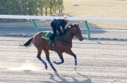 Aerovelocity, to be running in the Takamatsunomiya Kinen, exercises at Chukyo racecourse this morning.
