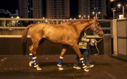 Red Cadeaux enters the Quarantine Stables at Sha Tin.