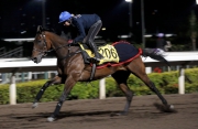 The Tony Millard-trained LONGINES Hong Kong Sprint runner Strathmore gallops on Sha Tin??s all-weather track on Monday morning.