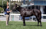 在紐西蘭培育、父系為O’Reilly的第4號拍賣馬。