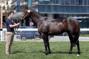 第19號拍賣馬為在澳洲培育、父系「曼克頓雨」的雄馬，是今次拍賣會中唯一的兩歲馬。