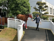 Photo 1,2<br>
Contentment arrives at the quarantine stables of the JRA Horseracing School near Tokyo this morning.
