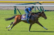 G1 Champions Mile winner and Japanese runner Maurice exercises on the turf track today.