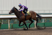 Strathmore finishes second in an all-weather 1200m barrier trial at Sha Tin this morning.