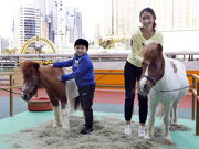 Visitors will have a rare opportunity to get up close and personal with horses. Children can pose for pictures next to cute Shetland ponies.