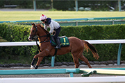 Blizzard stretches his legs at Nakayama Racecourse ahead of the Sprinters Stakes on Sunday.