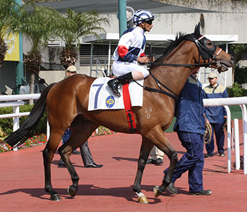 OSCAR MIRACLE - Horse Profile - Racing Information - The Hong Kong ...