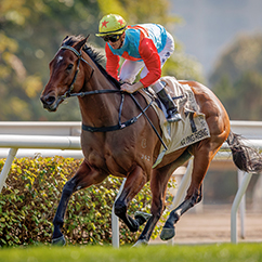 本年度馬季不敗之師「嘉應高昇」榮膺香港馬王