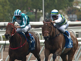 [BOCHK Jockey Club Cup] ROMANTIC WARRIOR versus VOYAGE BUBBLE